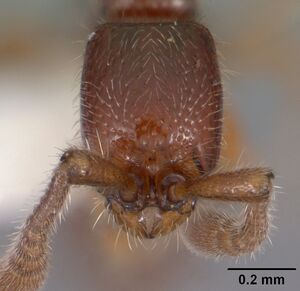 Cerapachys wroughtoni casent0102166 head 1.jpg