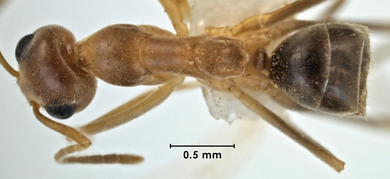 File:Iridomyrmex macrops ANIC32-038004 top 40-Antwiki.jpg