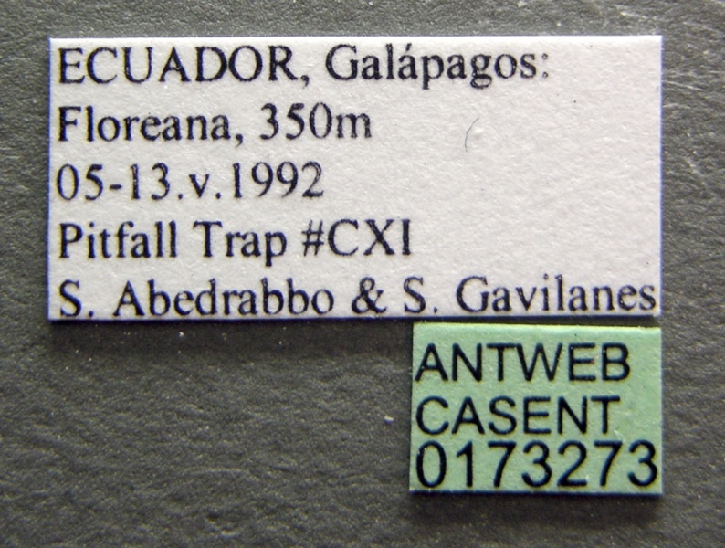 File:Monomorium floricola casent0173273 label 1.jpg