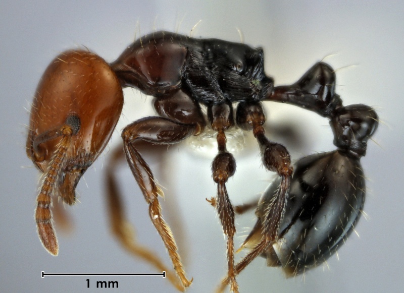 File:Monomorium rubriceps ANIC32-056874 side 32-final.jpg