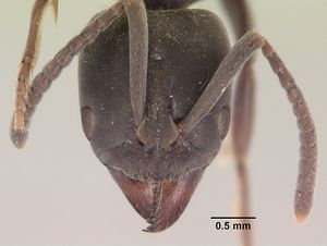 Pachycondyla caffraria sam-hym-c007883a head 1.jpg