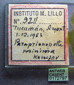 Paraprionopelta minima casent0172797 label 2.jpg