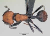 Pogonomyrmex longibarbis andinus casent0103267 dorsal 1.jpg