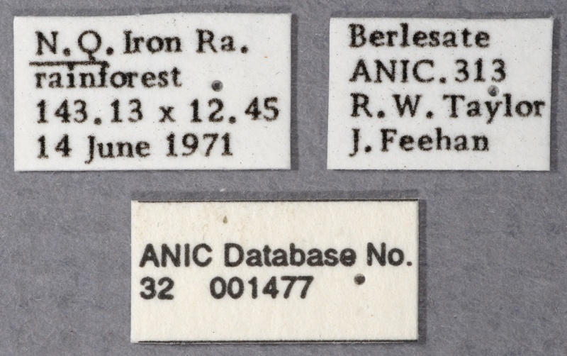 File:Ponera incerta ANIC32-001477 labels-Antwiki.jpg