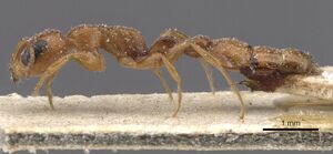 Pseudomyrmex solisi casent0915519 p 1 high.jpg