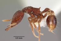 Strumigenys lebratyx casent0102613 profile 1.jpg