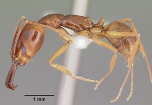 Anochetus madagascarensis casent0102932 profile 1.jpg