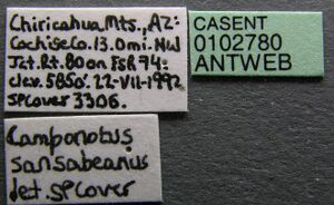 Camponotus sansabeanus casent0102780 label 1.jpg