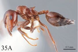 Crematogaster tumidula 35a.jpg