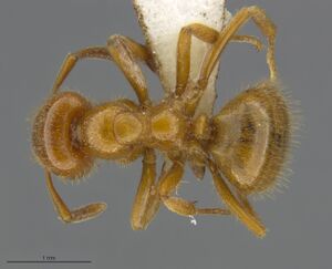 Mcz-ent00520064-Lasius-latipes-had.jpg