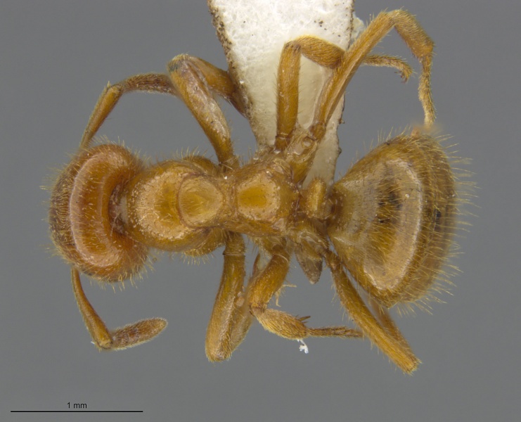 File:Mcz-ent00520064-Lasius-latipes-had.jpg