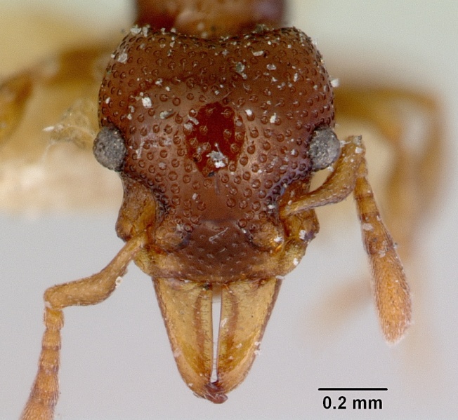 File:Mesostruma browni casent0172467 head 1.jpg