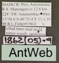 Pachycondyla ambigua blf1862(05)-9 label 1.jpg