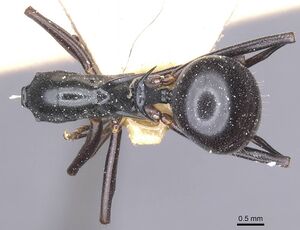 Polyrhachis keratifera casent0912153 d 1 high.jpg