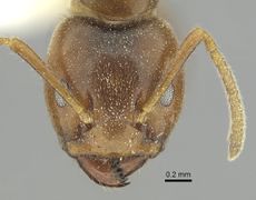 Azteca coeruleipennis casent0249536 h 1 high.jpg