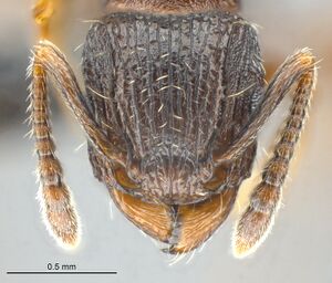 MCZ-ENT00512603 Tetramorium sepultum hef 8.jpg