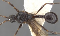 Pristomyrmex pollux casent0901714 d 1 high.jpg