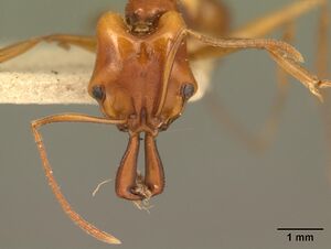 Anochetus madagascarensis casent0101663 head 1.jpg