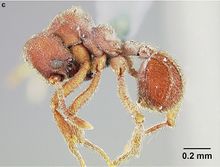 Sericomyrmex maravalhas F32c.jpg