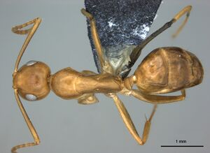 Camponotus polynesicus casent0187250 d 1 high.jpg