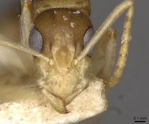 Camponotus scratius casent0910400 h 1 high.jpg