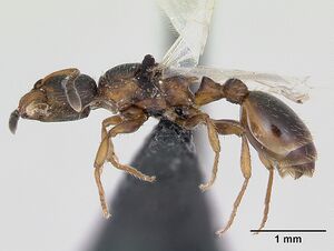 Leptothorax acervorum casent0173140 profile 1.jpg