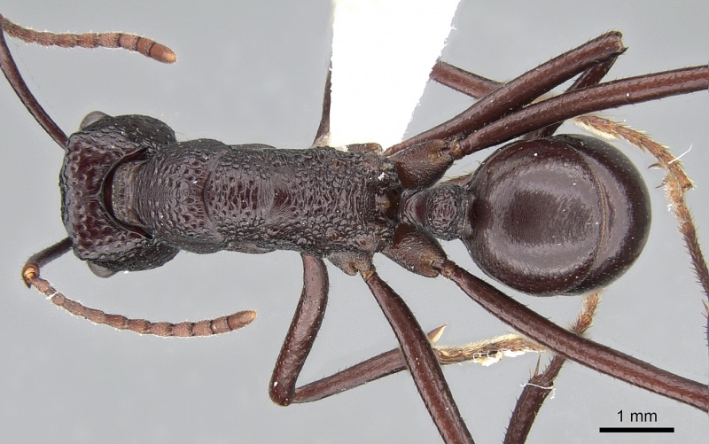 File:Rhytidoponera mayri casent0281301 d 1 high.jpg