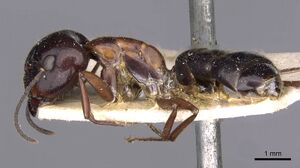 Camponotus nitens casent0910005 p 1 high.jpg