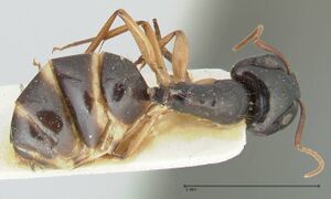 Camponotus peseshus focol2257 d 1 high.jpg