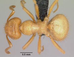 Lasius latipes casent0064829 dorsal 1.jpg