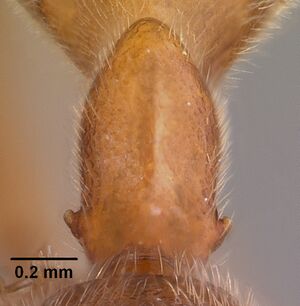 Odontomachus coquereli casent0049797 profile 2.jpg