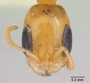 Pseudomyrmex filiformis casent0178622 head 1.jpg