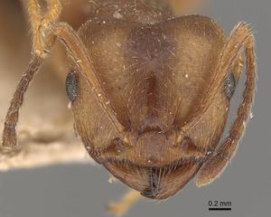 Crematogaster spengeli casent0908637 h 1 high.jpg