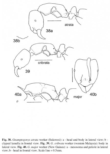 File:Lattke 2004 Gnamptogenys fig 38-40.jpg