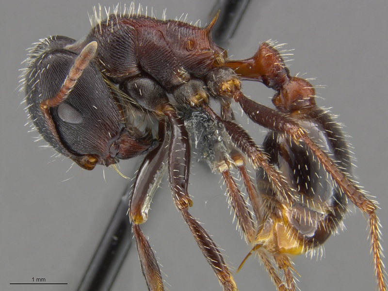 File:Mcz-ent00668813 Pogonomyrmex rugosus hal.jpg