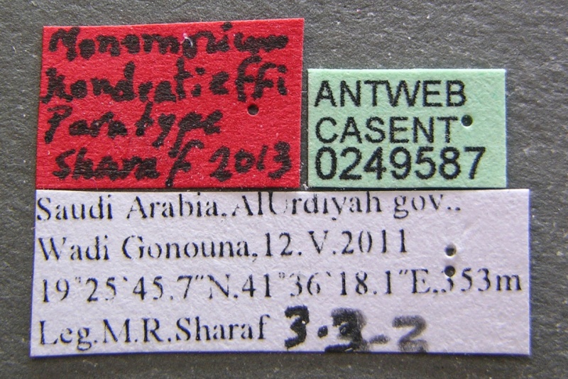 File:Monomorium kondratieffi casent0249587 l 1 high.jpg