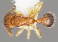 Tetramorium bicarinatum casent0005826 dorsal 1.jpg