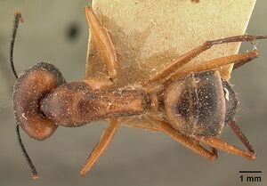 Camponotus maculatus casent0101096 dorsal 1.jpg