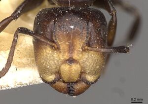 Camponotus reticulatus casent0910525 h 1 high.jpg