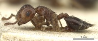 Crematogaster laeviceps casent0902135 p 1 high.jpg