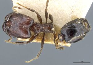 Pheidole xocensis casent0904208 d 1 high.jpg