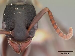 Platythyrea mocquerysi casent0102997 head 1.jpg