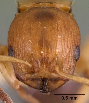 Terataner luteus casent0102051 head 1.jpg