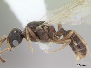 Typhlomyrmex clavicornis casent0173388 profile 1.jpg