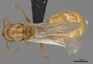 Crematogaster bara casent0064664 d 1 high.jpg