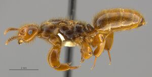 Mcz-ent00671672 Lasius latipes qu hal.jpg