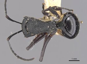 Polyrhachis wheeleri casent0905641 d 1 high.jpg