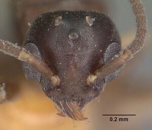 Technomyrmex pallipes casent0101817 head 1.jpg