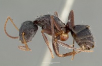 Camponotus frontalis castype00602 profile 1.jpg