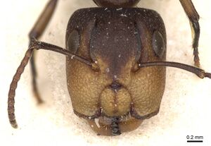 Camponotus reticulatus casent0910532 h 1 high.jpg